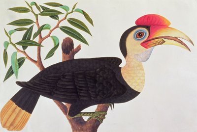 Ke-ke, uit Tekeningen van Vogels uit Malakka, ca. 1805-18 door Chinese School
